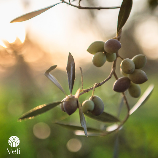 ELANTHÓS the best extra virgin olive oil buy today exclusive on veli.ca