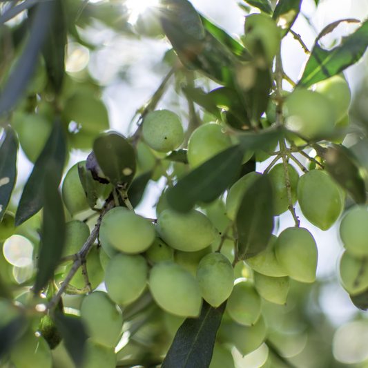 elanthós koroneiki variety olives